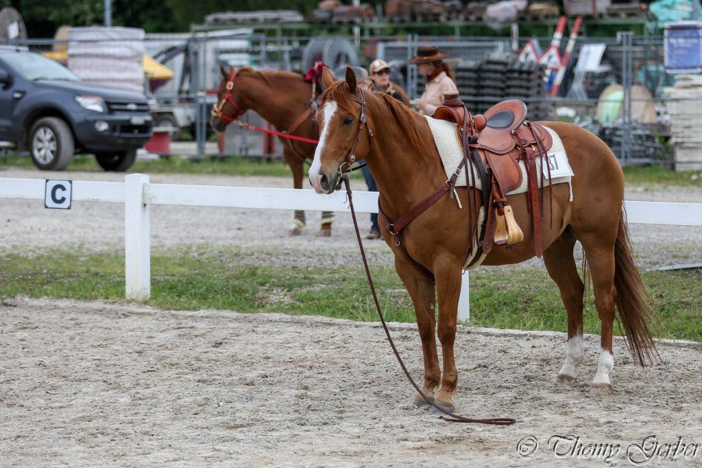 Swiss Ranch Horse Association - SRHA