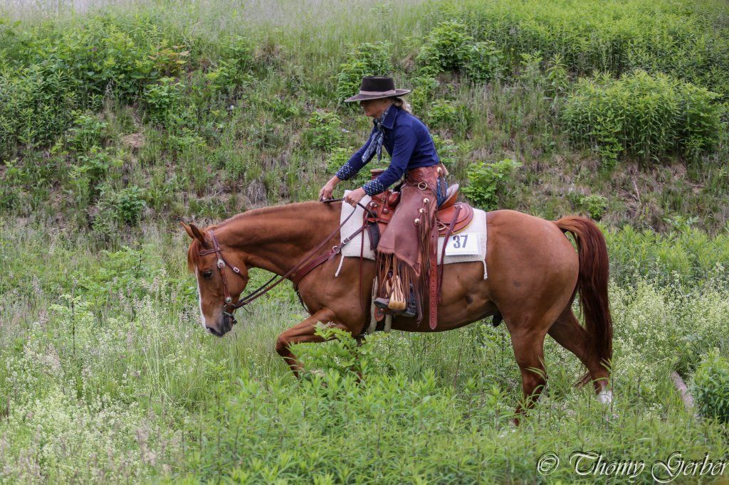 Swiss Ranch Horse Association - SRHA