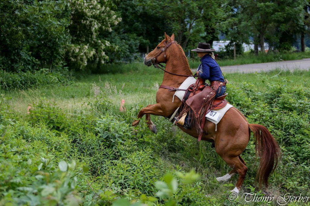 Swiss Ranch Horse Association - SRHA