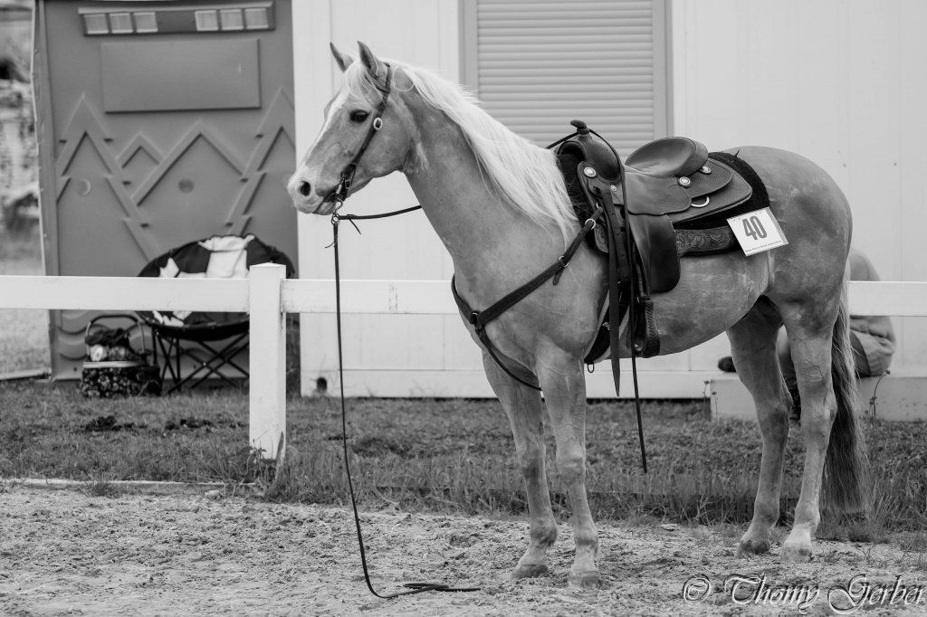 Swiss Ranch Horse Association - SRHA
