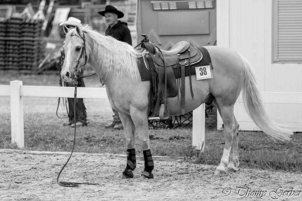 Swiss Ranch Horse Association - SRHA