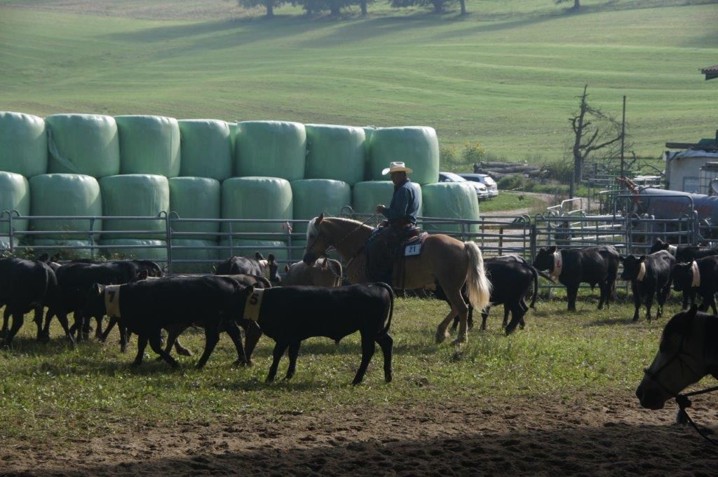 Swiss Ranch Horse Association - SRHA