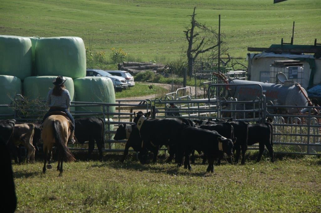 Swiss Ranch Horse Association - SRHA