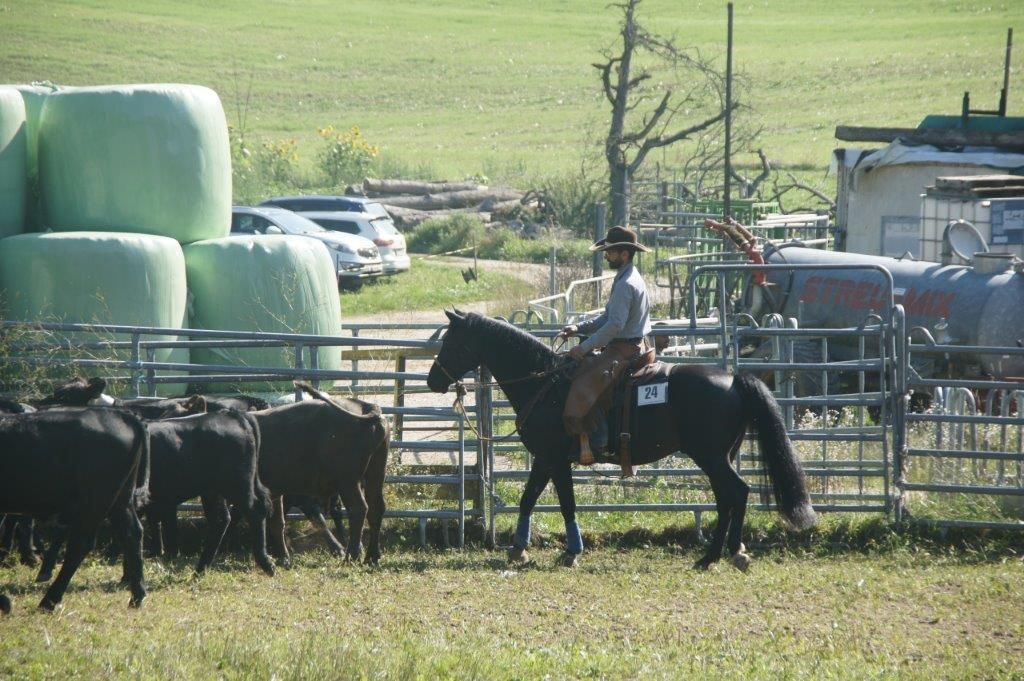 Swiss Ranch Horse Association - SRHA