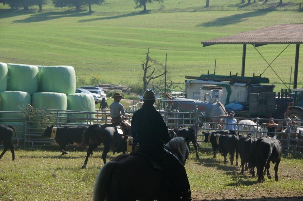Swiss Ranch Horse Association - SRHA