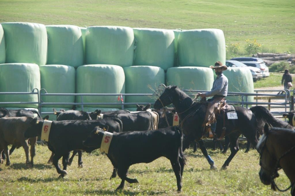 Swiss Ranch Horse Association - SRHA