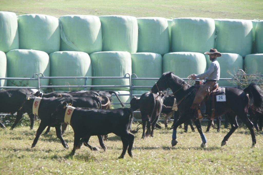 Swiss Ranch Horse Association - SRHA
