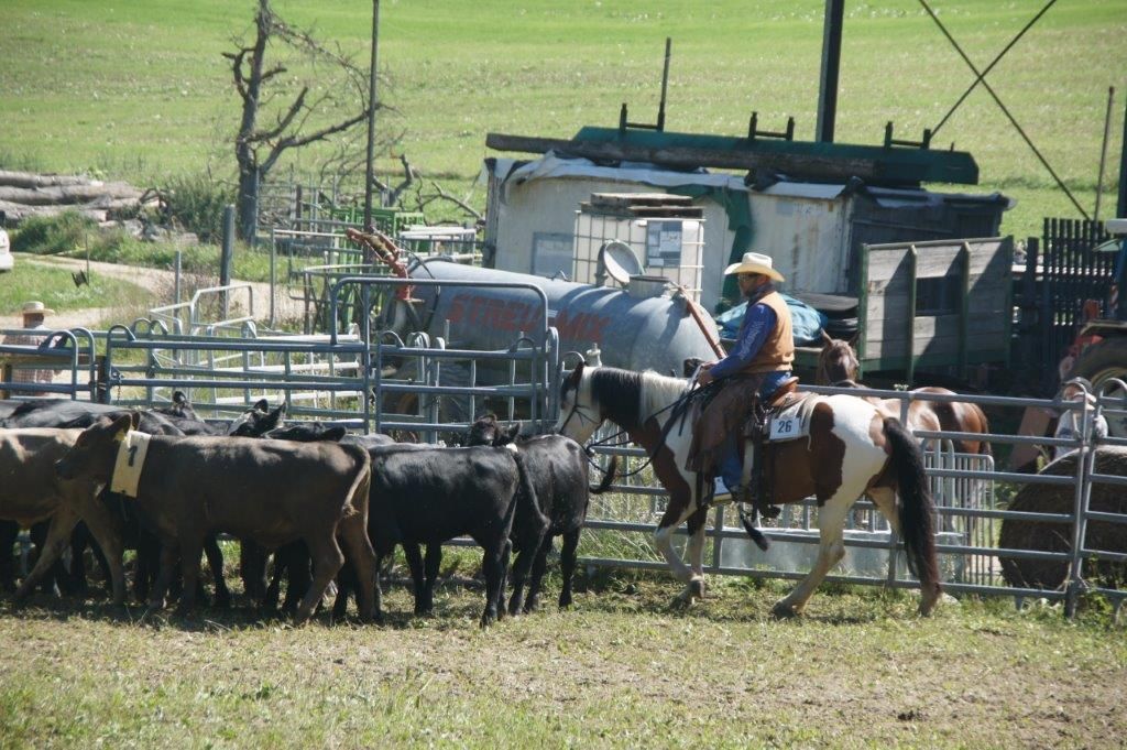 Swiss Ranch Horse Association - SRHA
