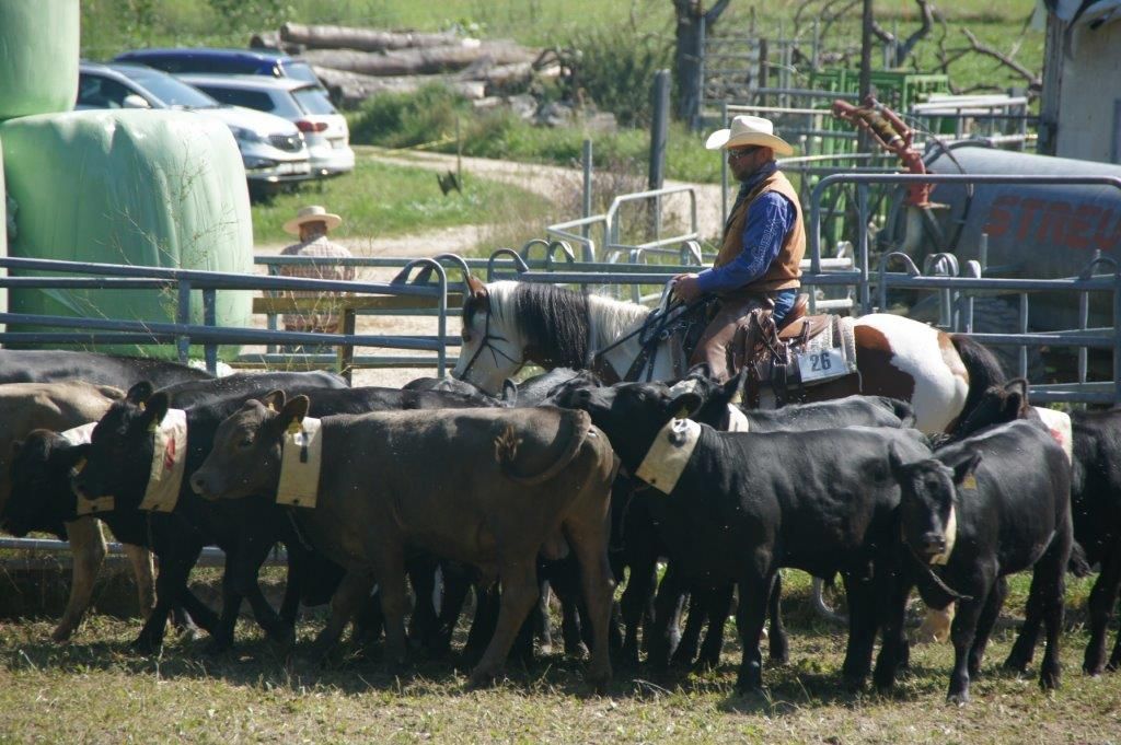 Swiss Ranch Horse Association - SRHA