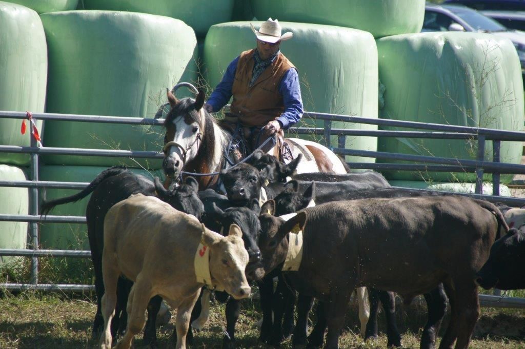 Swiss Ranch Horse Association - SRHA