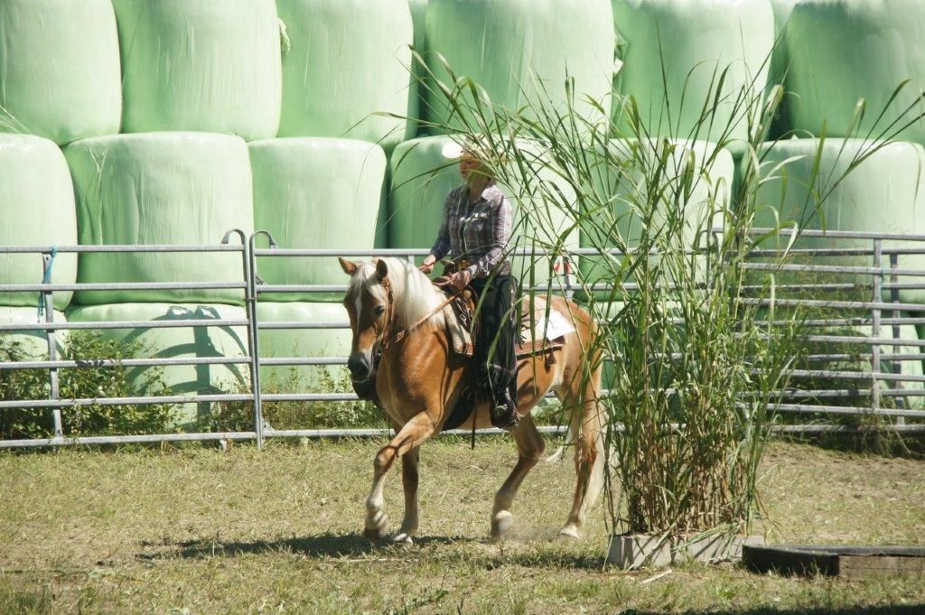 Swiss Ranch Horse Association - SRHA