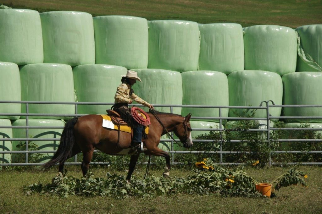 Swiss Ranch Horse Association - SRHA
