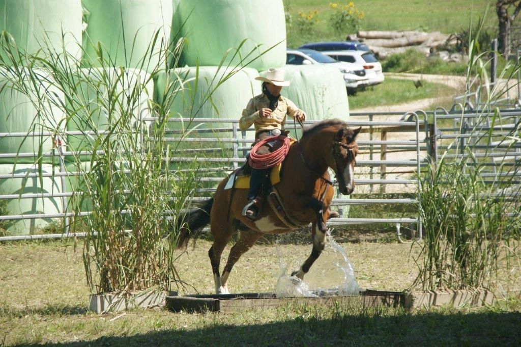Swiss Ranch Horse Association - SRHA