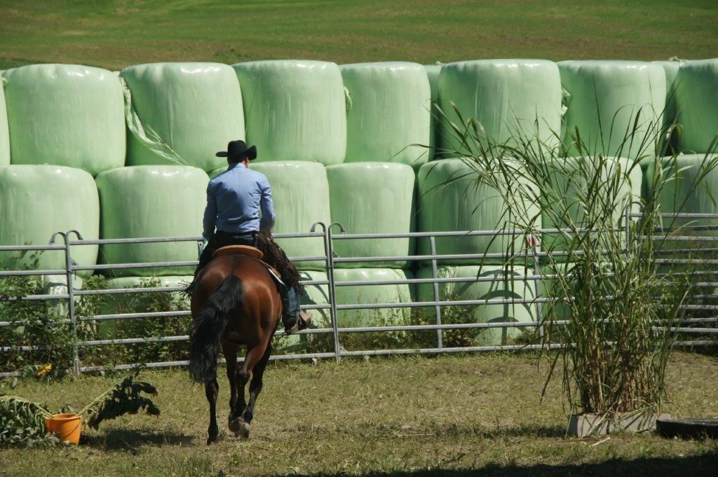 Swiss Ranch Horse Association - SRHA