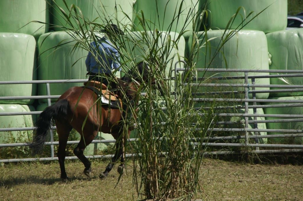 Swiss Ranch Horse Association - SRHA