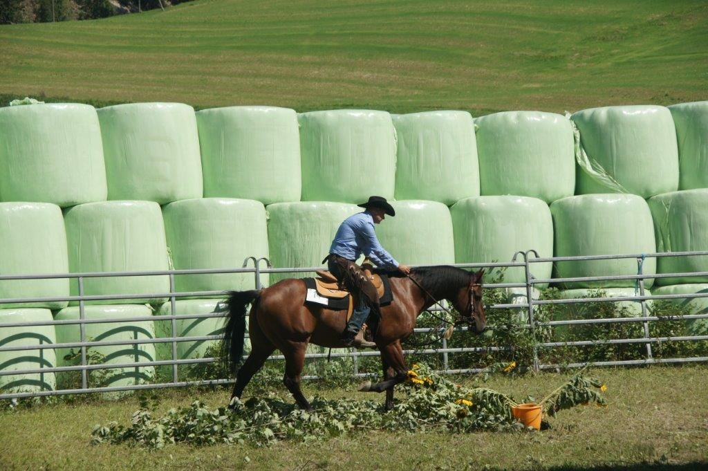 Swiss Ranch Horse Association - SRHA