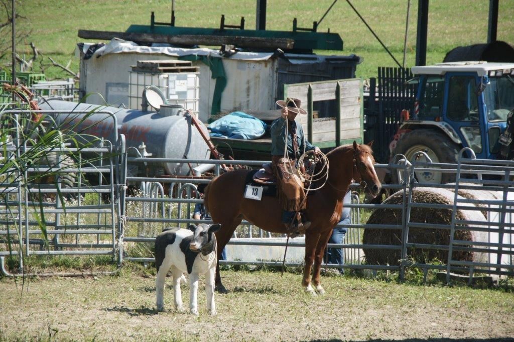 Swiss Ranch Horse Association - SRHA