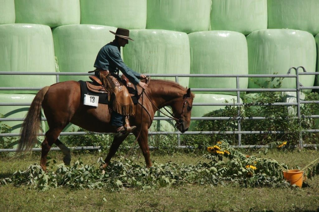 Swiss Ranch Horse Association - SRHA