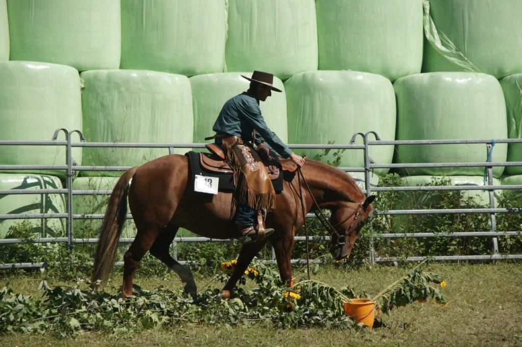 Swiss Ranch Horse Association - SRHA