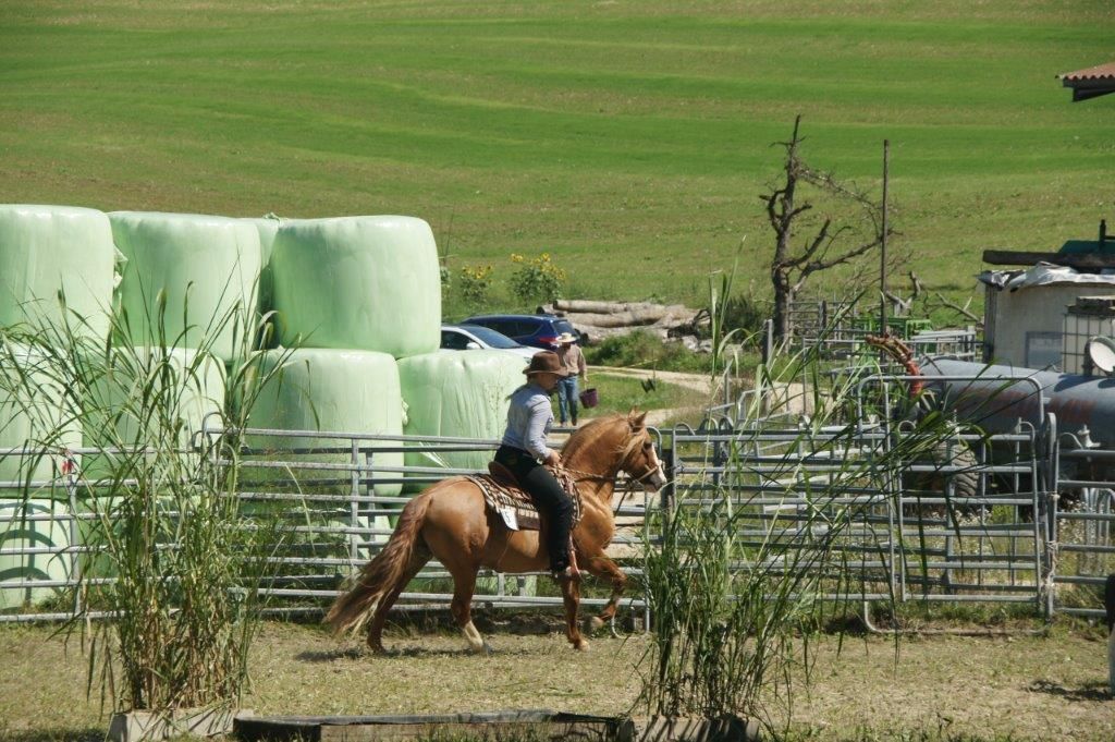 Swiss Ranch Horse Association - SRHA