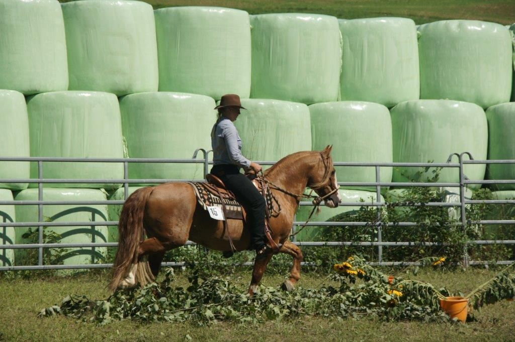 Swiss Ranch Horse Association - SRHA