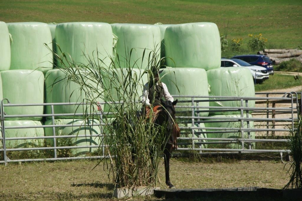 Swiss Ranch Horse Association - SRHA