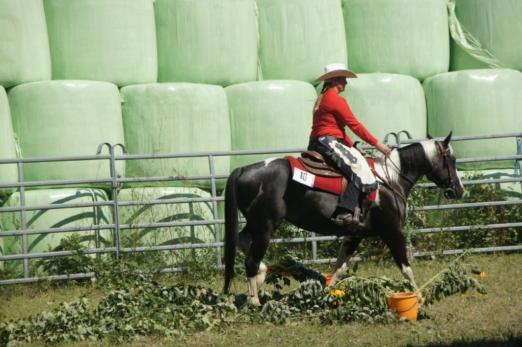 Swiss Ranch Horse Association - SRHA