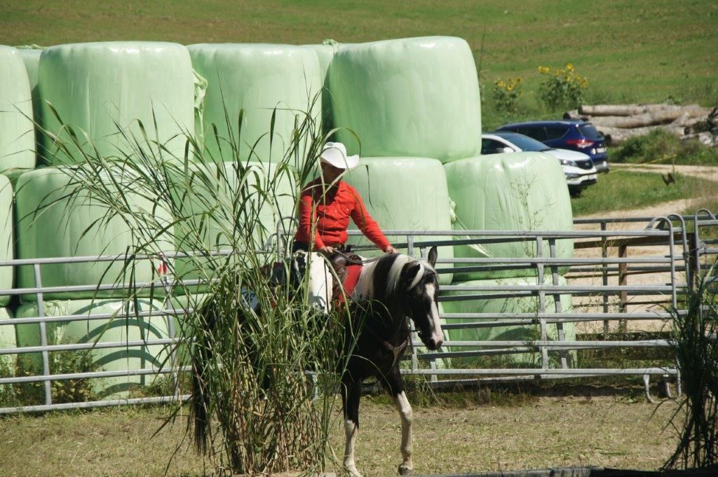 Swiss Ranch Horse Association - SRHA
