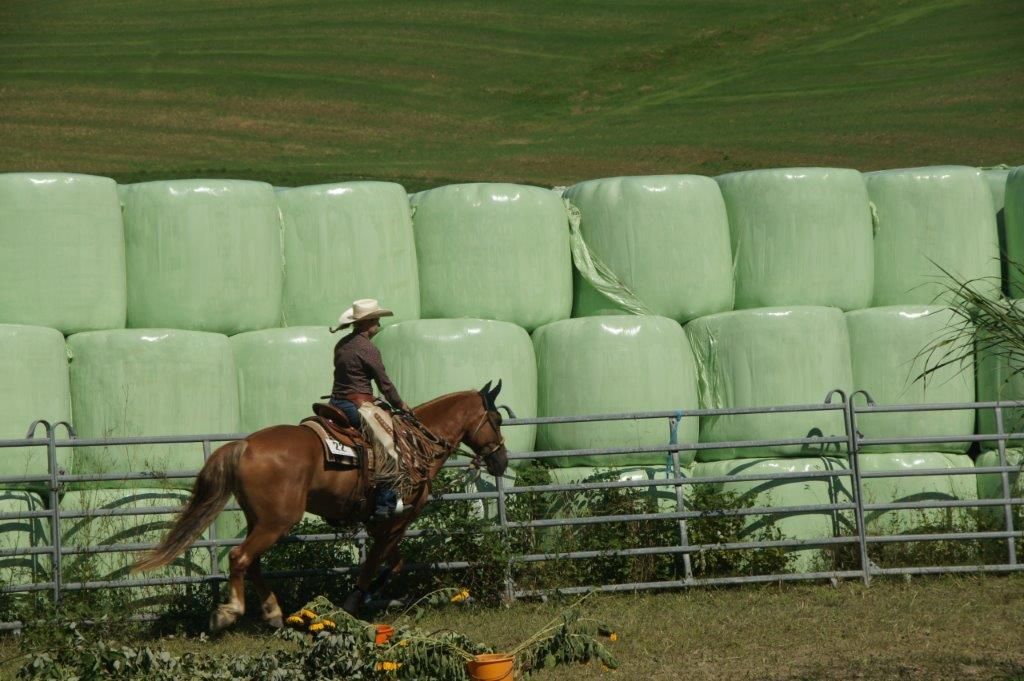 Swiss Ranch Horse Association - SRHA