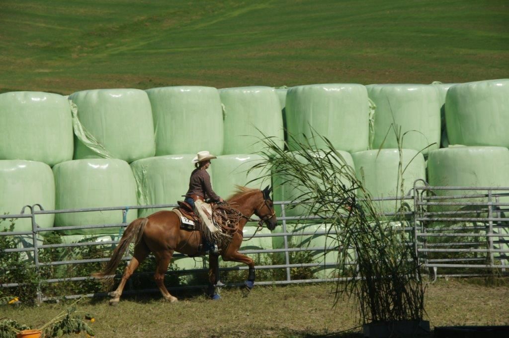 Swiss Ranch Horse Association - SRHA