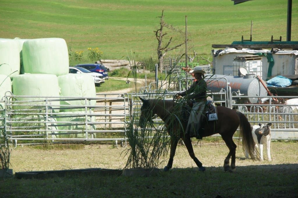Swiss Ranch Horse Association - SRHA