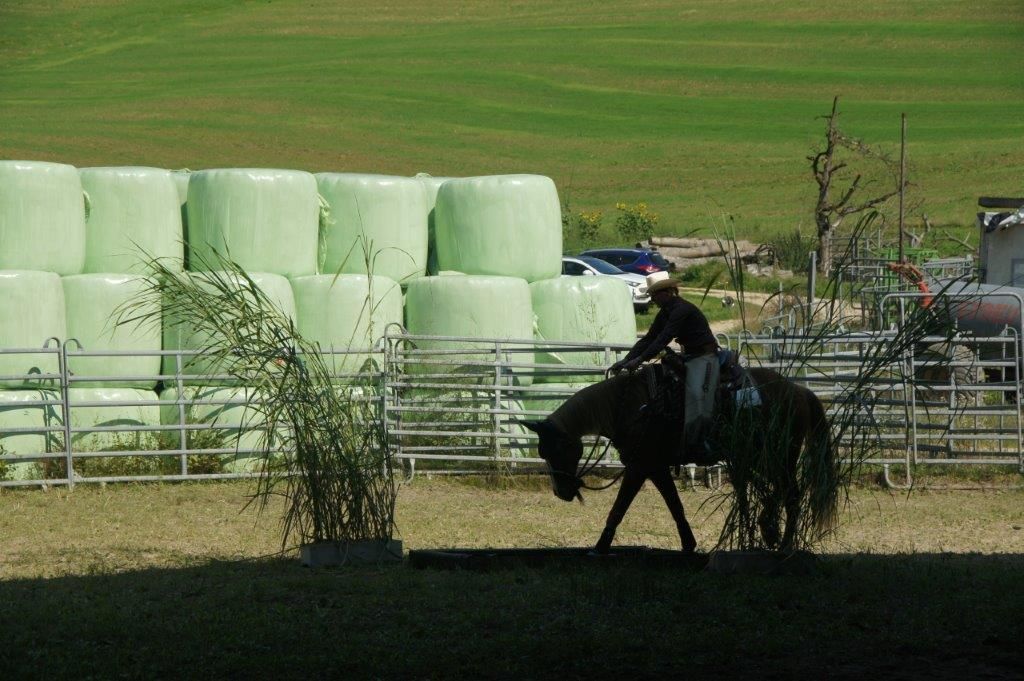 Swiss Ranch Horse Association - SRHA