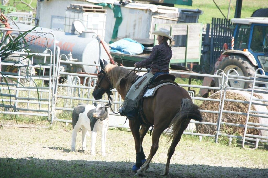 Swiss Ranch Horse Association - SRHA