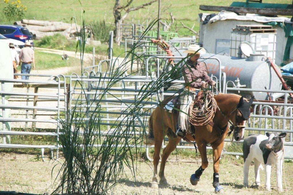 Swiss Ranch Horse Association - SRHA