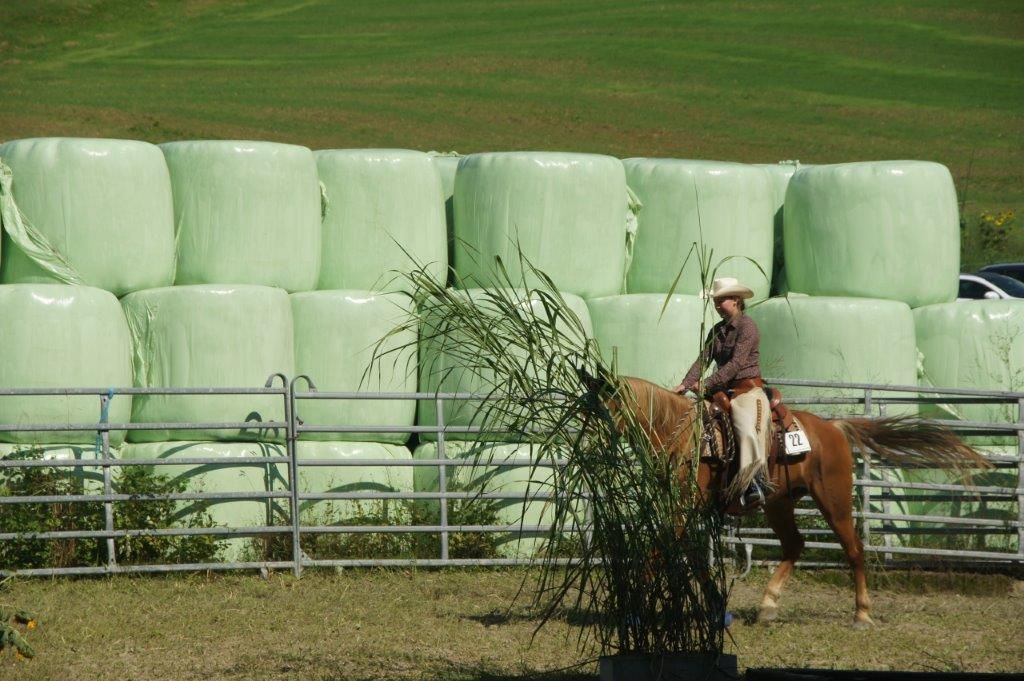 Swiss Ranch Horse Association - SRHA