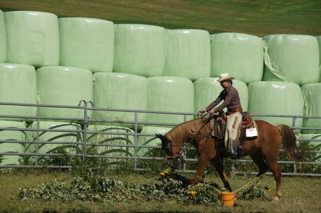 Swiss Ranch Horse Association - SRHA