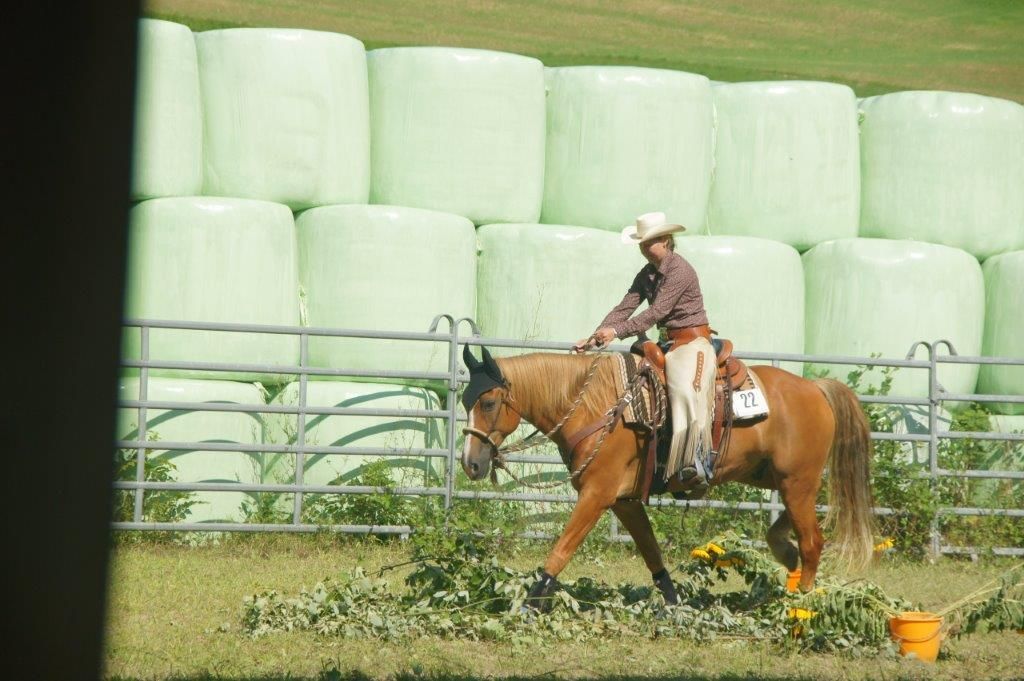 Swiss Ranch Horse Association - SRHA