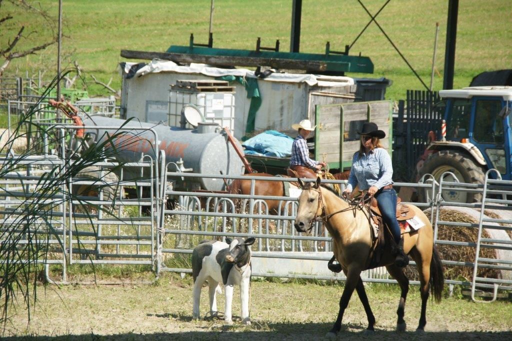 Swiss Ranch Horse Association - SRHA