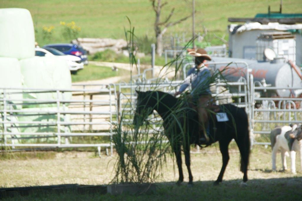 Swiss Ranch Horse Association - SRHA