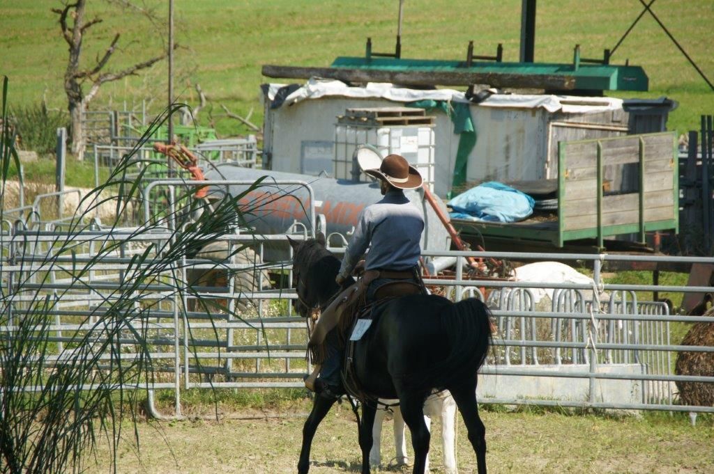 Swiss Ranch Horse Association - SRHA