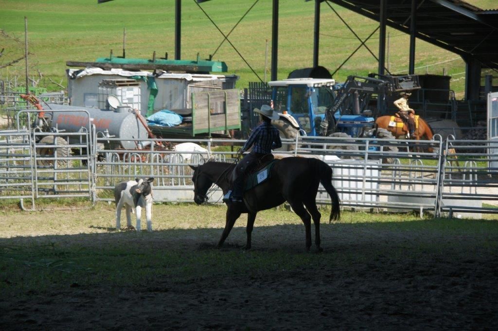 Swiss Ranch Horse Association - SRHA