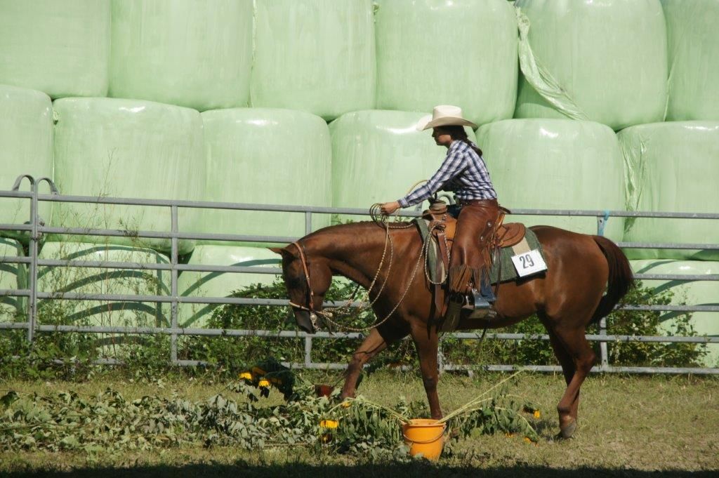Swiss Ranch Horse Association - SRHA