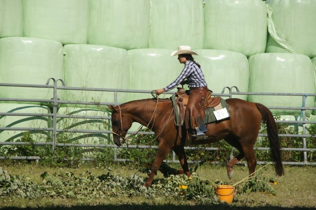 Swiss Ranch Horse Association - SRHA