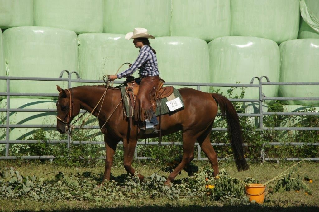 Swiss Ranch Horse Association - SRHA