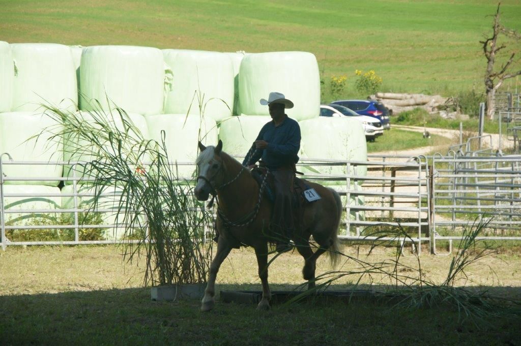 Swiss Ranch Horse Association - SRHA