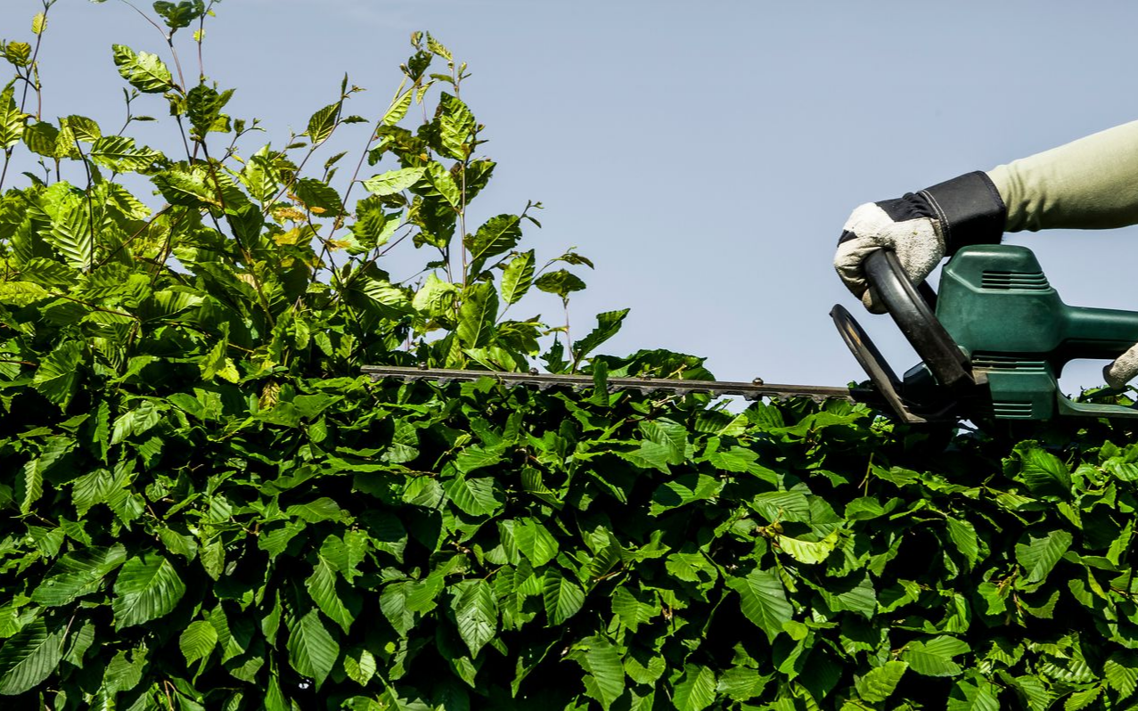 Une personne taille une haie avec un taille-haie électrique sur fond de ciel bleu.