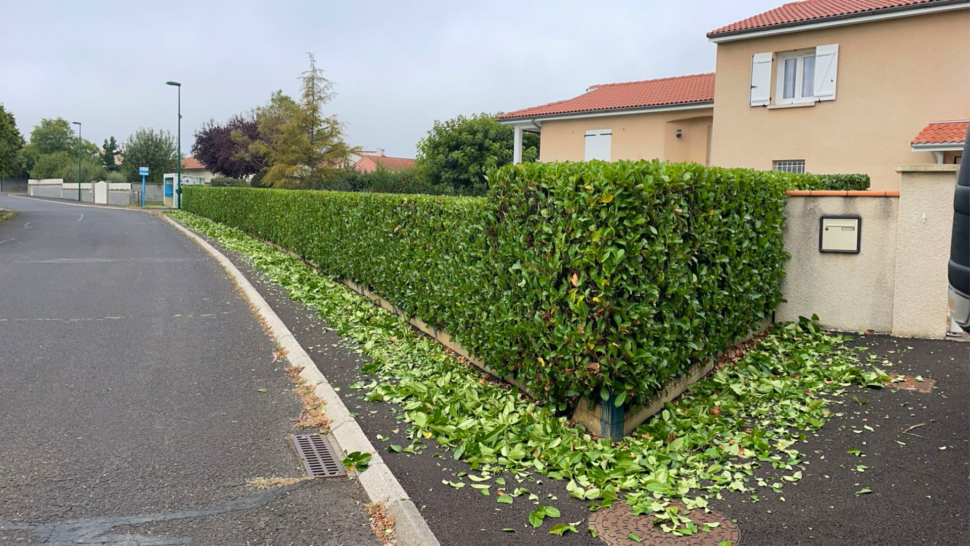 Taille d'une haie verte, feuilles mortes au sol en bordure d'une route et de maisons d'habitation par temps couvert.