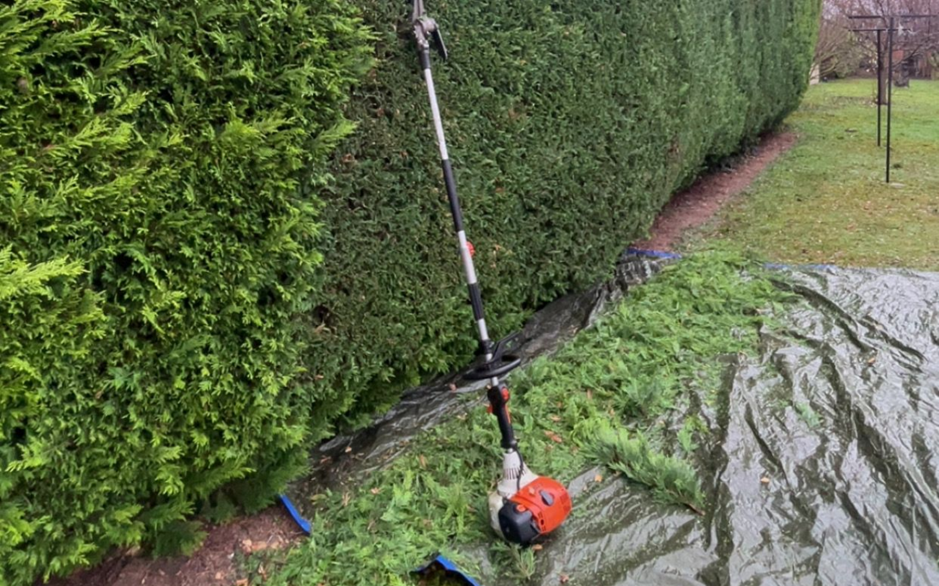 Un taille-haie appuyé contre une haie verte, coupant des débris sur une bâche, dans un jardin.