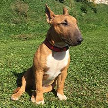 Ein braun-weißer Bullterrier sitzt im Gras.