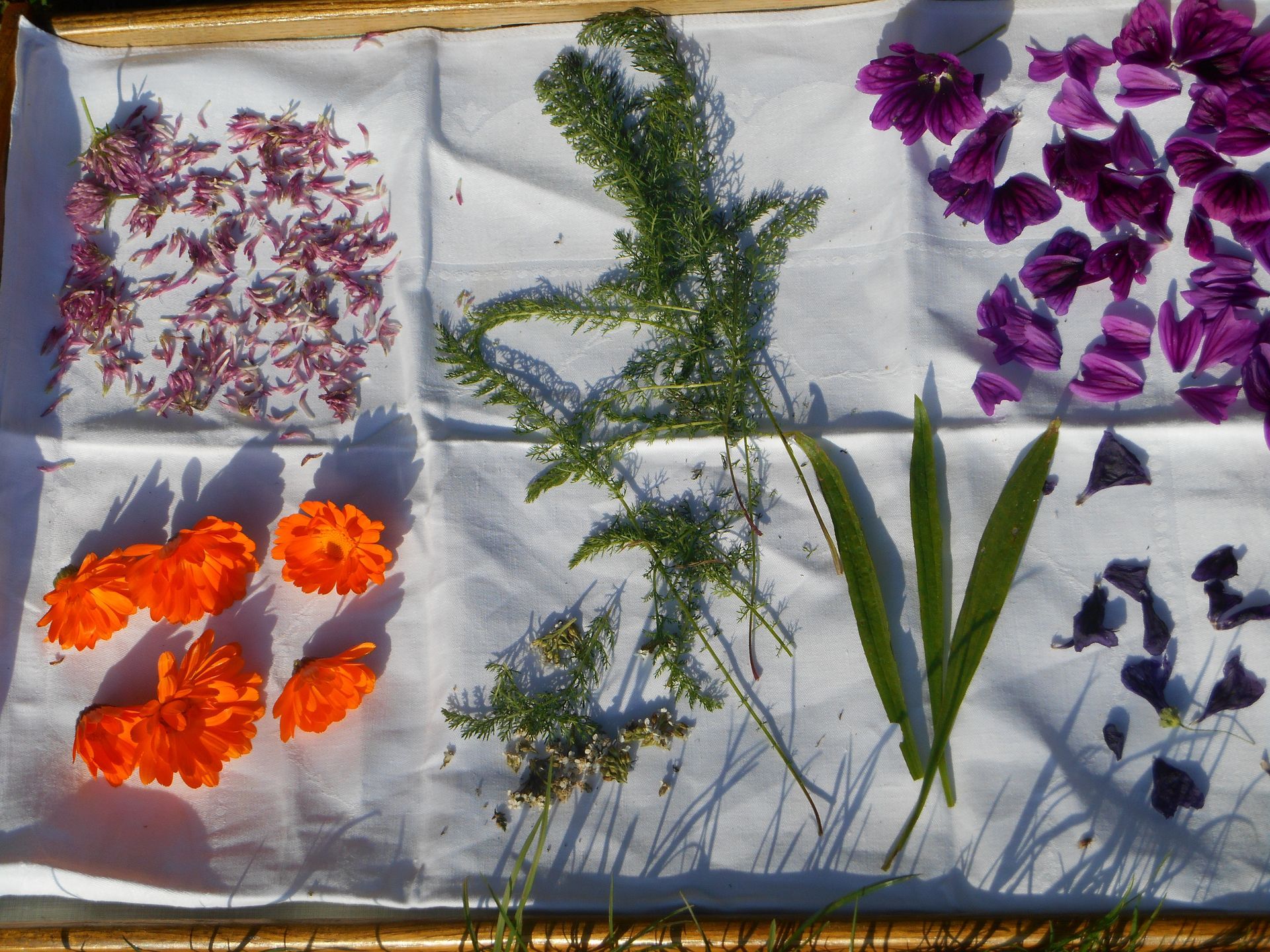 Ein Hagebuttenstrauch mit vielen roten Früchten